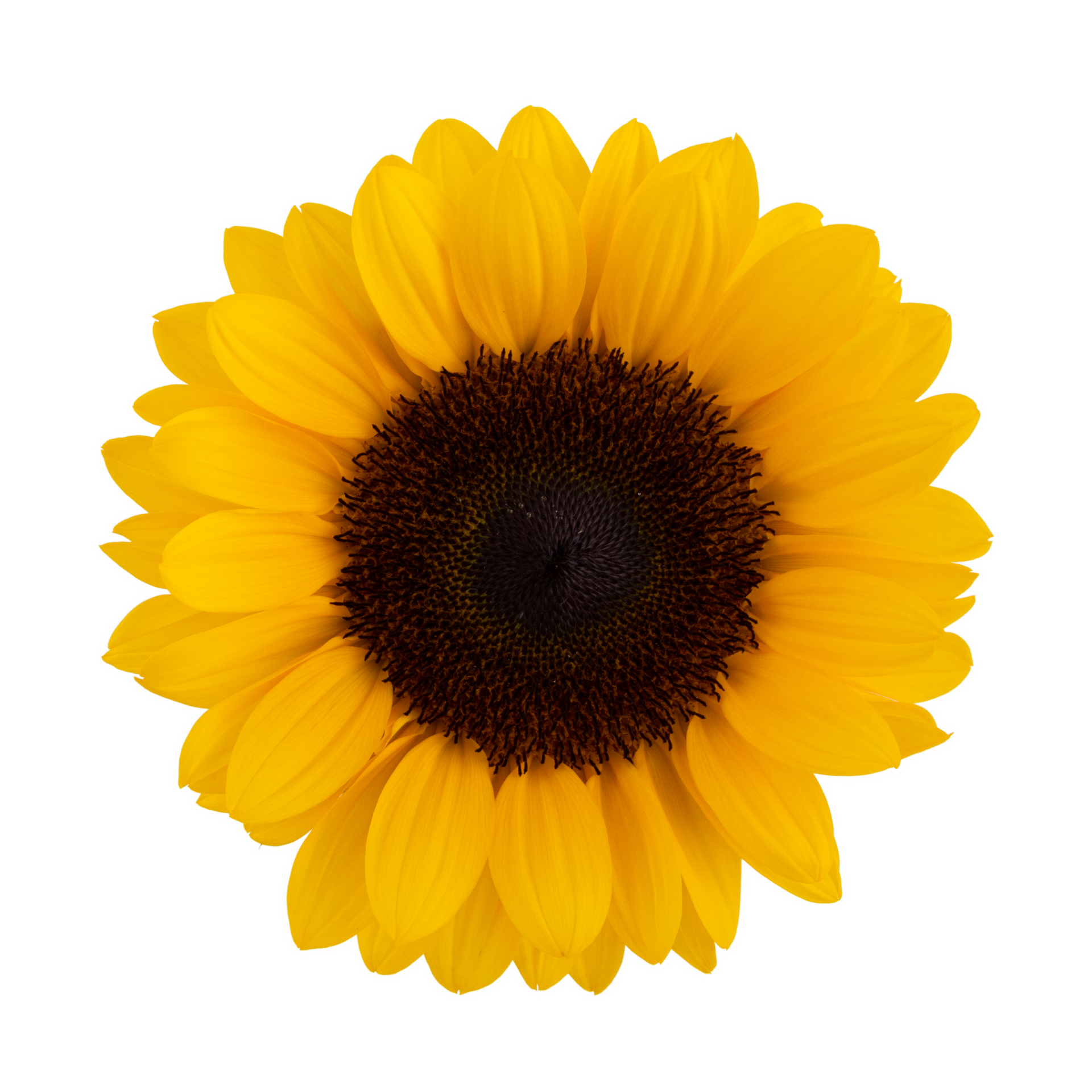 about-us-slider-SUNFLOWER
